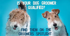A meme that won't bite. There is a picture of two wirefox terriers side by side. One has a horrible haircut and one is groomed. Is your dog groomer qualified?