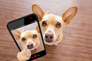 A dog holding a picture of himself on a phone screen. Cute! From petmagazine. Would a dog monitor on phone be useful?